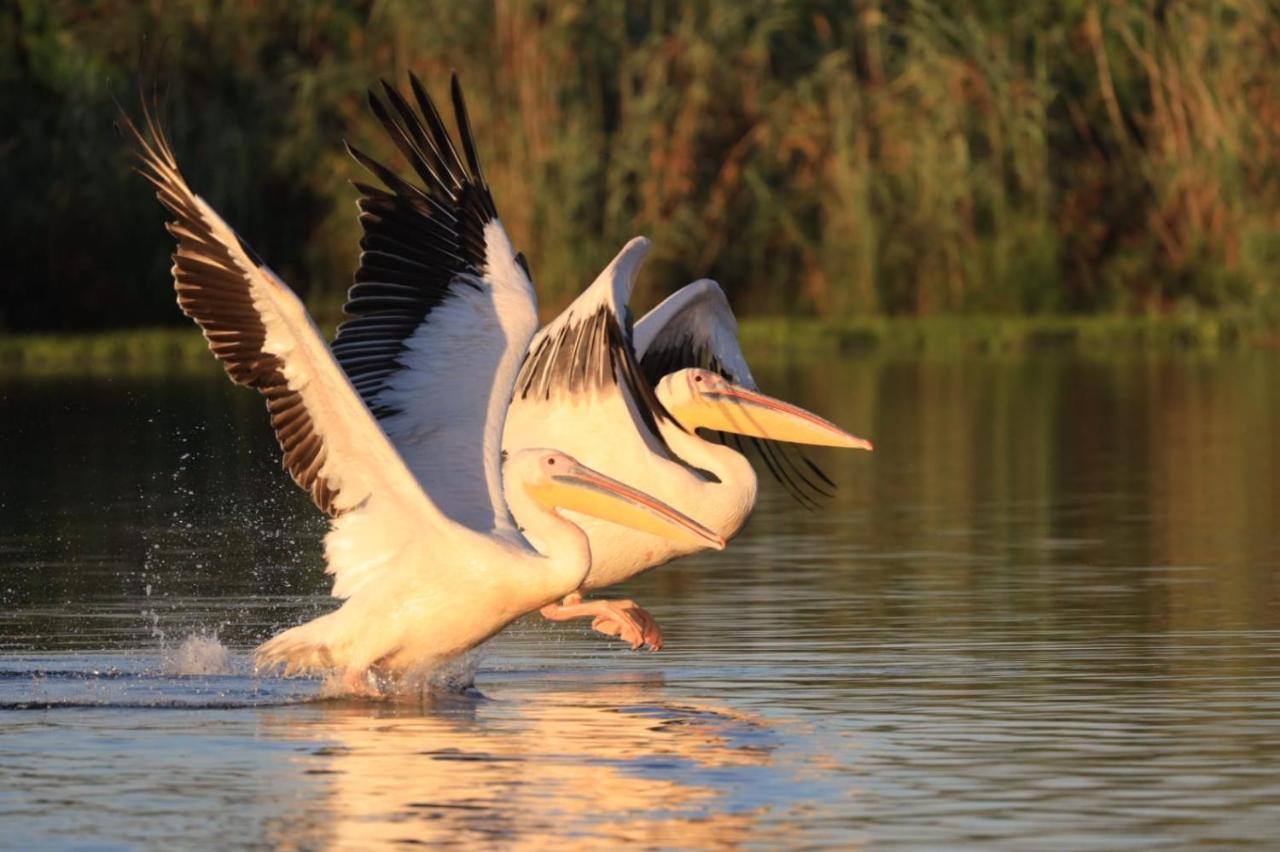 Agropensiunea Beluga Gorgova Buitenkant foto